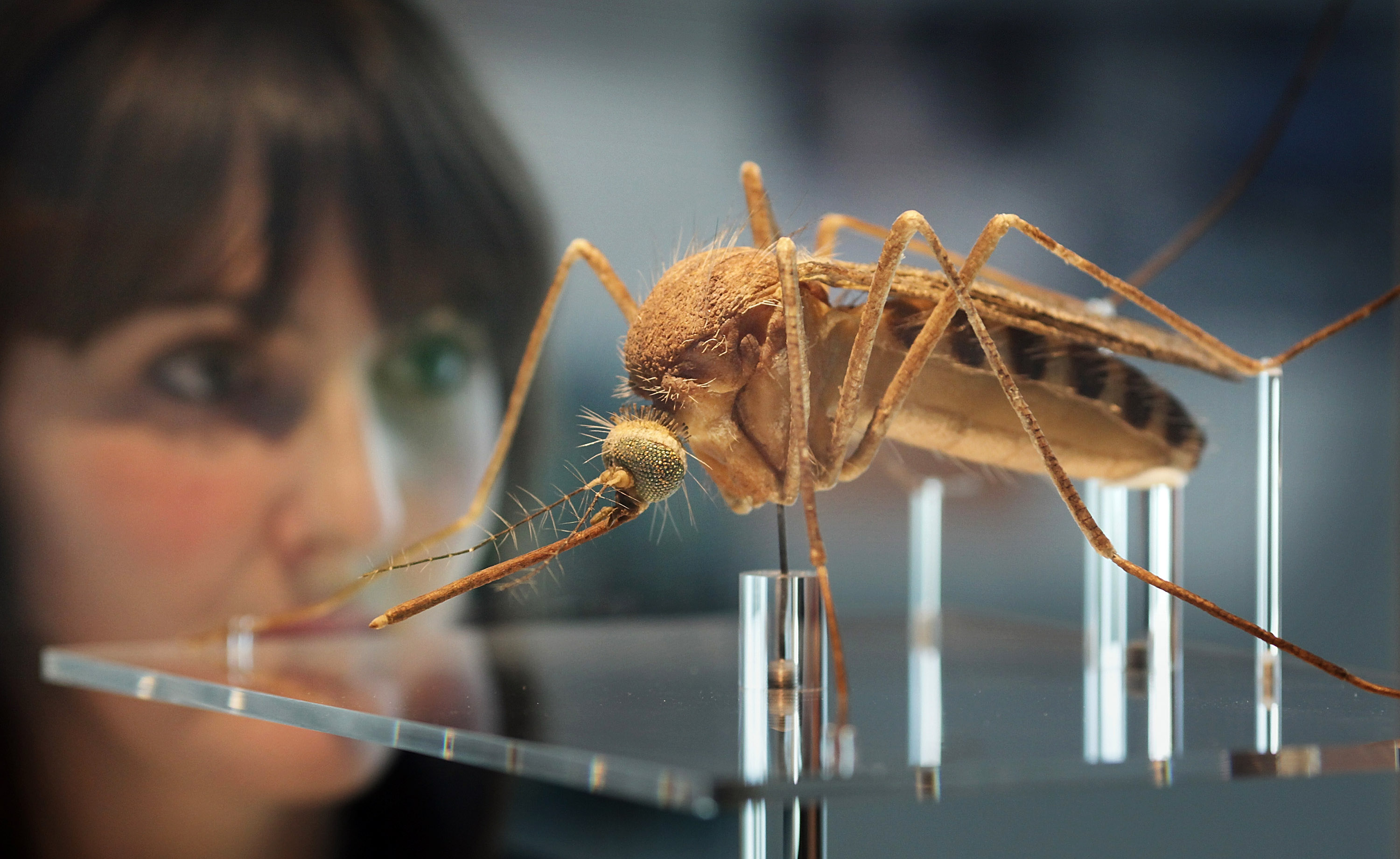 LONDON, ENGLAND - SEPTEMBER 08:  An employee looks at a giant representation of a mosquito at the Darwin Centre, at The Natural History Museum on September 8, 2009 in London, England. The new GBP 78 million centre is a scientific research and collections facility that opens to the public on September 15, 2009. 200 scientists work in the new building that also contains the eight story 'Cocoon', which at 65 metres long is Europe's largest sprayed concrete curved structure containing the museum's collection of 17 million insect and three million plant specimens.  (Photo by Peter Macdiarmid/Getty Images)