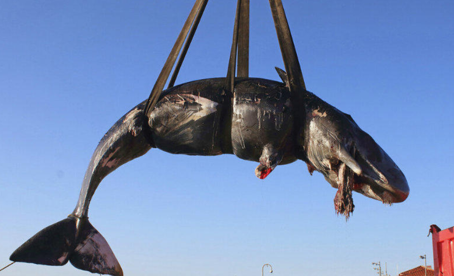 Muere ballena embarazada por comer 22 kilos de plástico