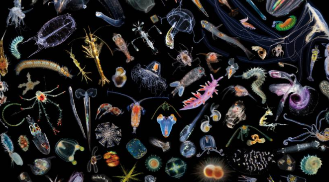 Científicos descubren que los océanos están lleno de virus desconocidos