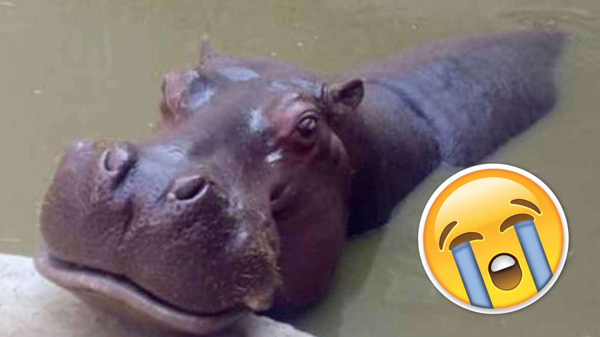 Murió Bianca, la hipopótama del Zoológico de San Juan de Aragón