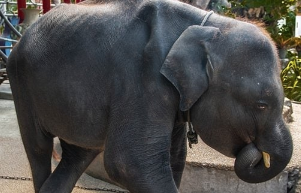Muere elefante bebé en Tailandia, luego de que lo obligaron a bailar