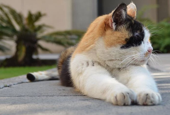 Piden en redes sociales salvar a los gatos de Palacio Nacional