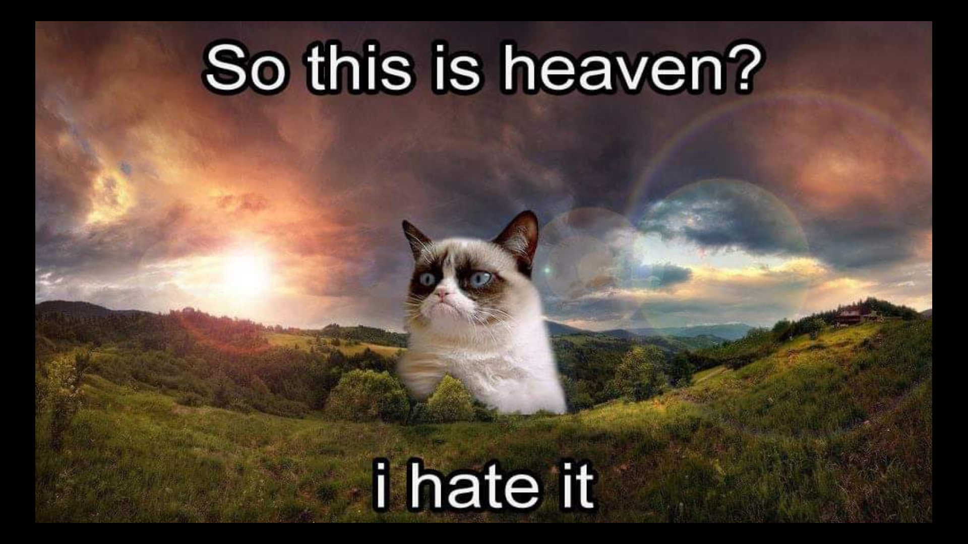 Murió Grumpy Cat, el gato más famoso de Internet