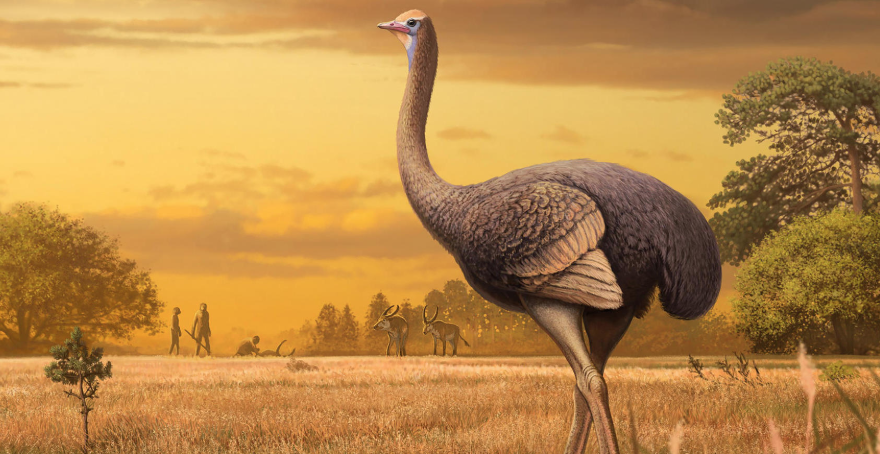 Hallan ave prehistórica que triplicaba el tamaño de un avestruz