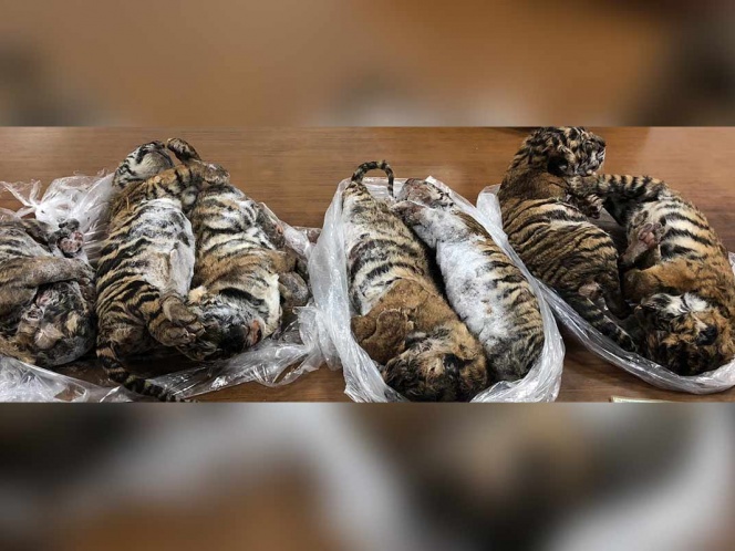Tráfico ilegal de tigres en Vietnam.