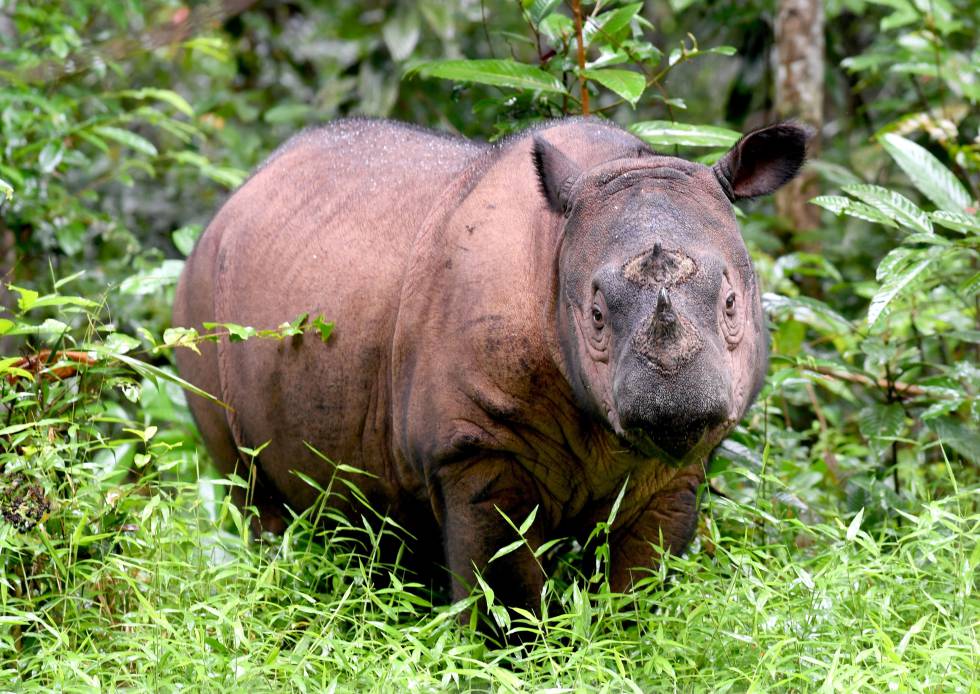 rinoceronte de Sumatra