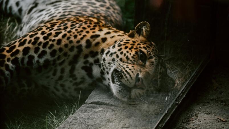mutilan leopardo sri lanka