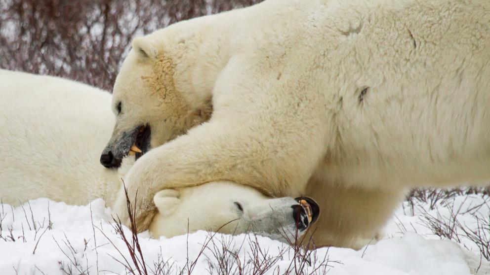osos polares canibalismo