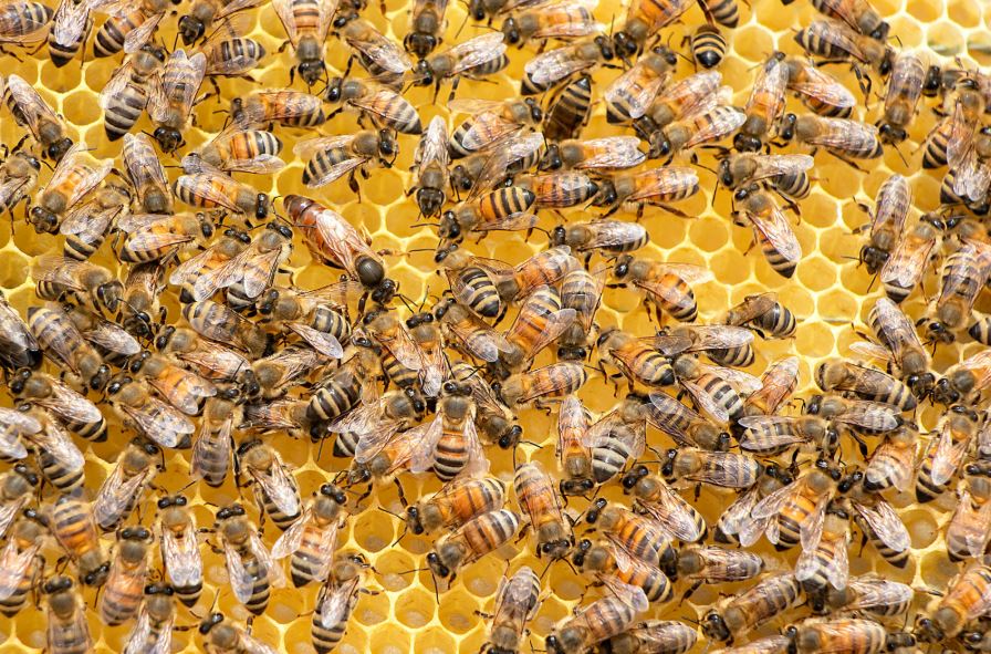 veneno de abejas se prueba contra el covid-19