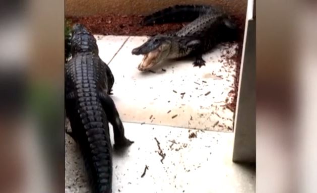 graban cocodrilos peleando en la puerta de su casa