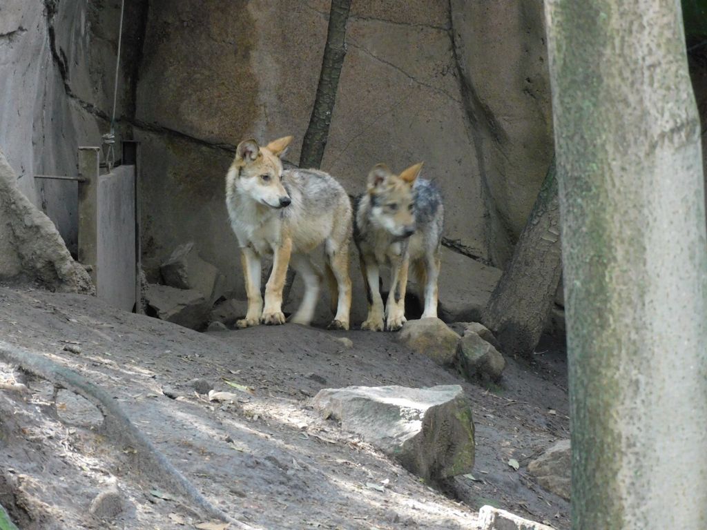 CDMX nombra a lobos que nacieron en Chapultepec