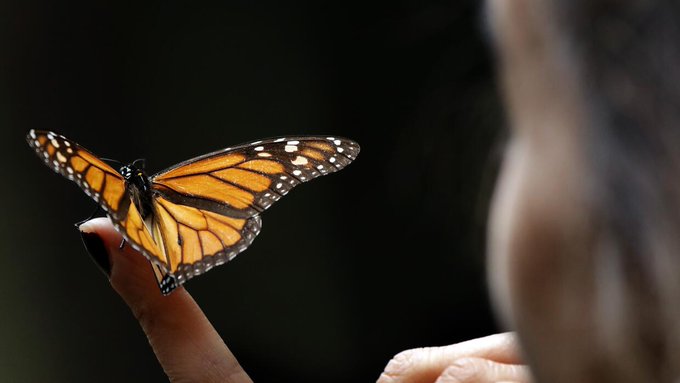 Mariposa Monarca entra a lista de especies en peligro de extinción
