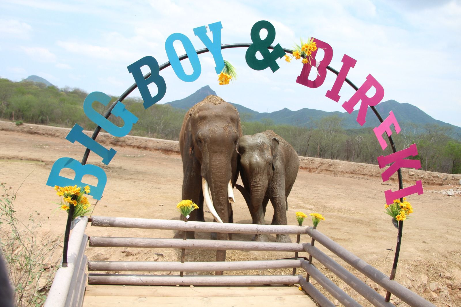 Con esta simbólica boda estos dos elefantes tienen una nueva oportunidad de vida