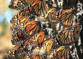 Santuarios de la mariposa monarca en Michoacán abrirán este viernes