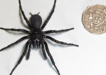 “Hércules”, el ejemplar más de grande de la araña más venenosa del mundo