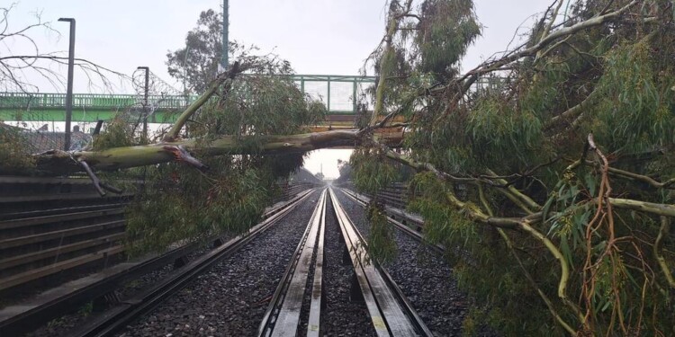 Árbol cae sobre vías de la Línea B del Metro