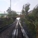 Árbol cae sobre vías de la Línea B del Metro