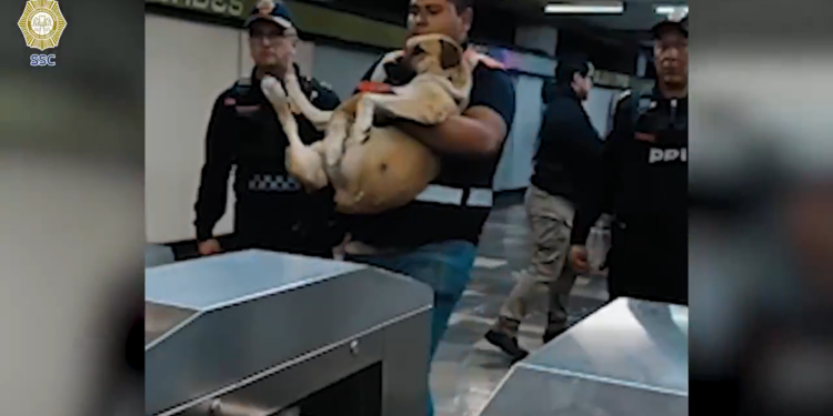 Policías de la SSC auxilian a un perro herido en la estación Indios Verdes del Metro, quien fue trasladado al Centro de Transferencia Canina para recibir atención veterinaria.