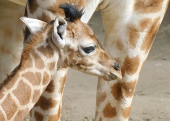 El Zoológico de Chapultepec tiene un nuevo integrante: Jabari, una jirafa bebé