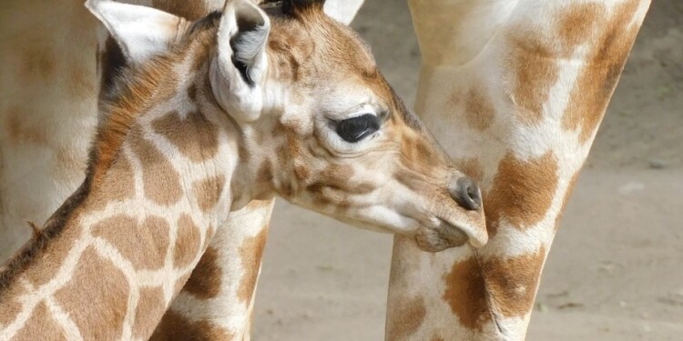 El Zoológico de Chapultepec tiene un nuevo integrante: Jabari, una jirafa bebé