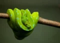 Foto: World Animal Protection
