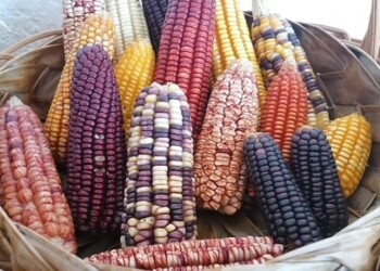 Foto: Gobierno de México