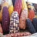 Foto: Gobierno de México