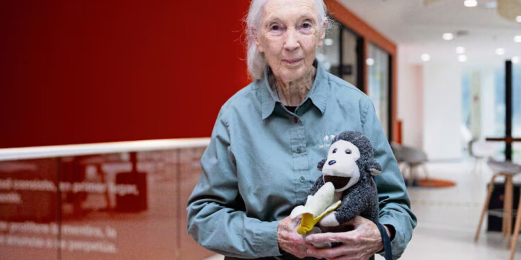 Muere Jane Goodall, reconocida experta en chimpancés
